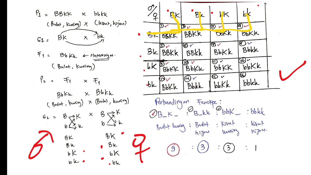 Hukum mendel - Dihibrid, Testcross, Backcross dan Resiprok