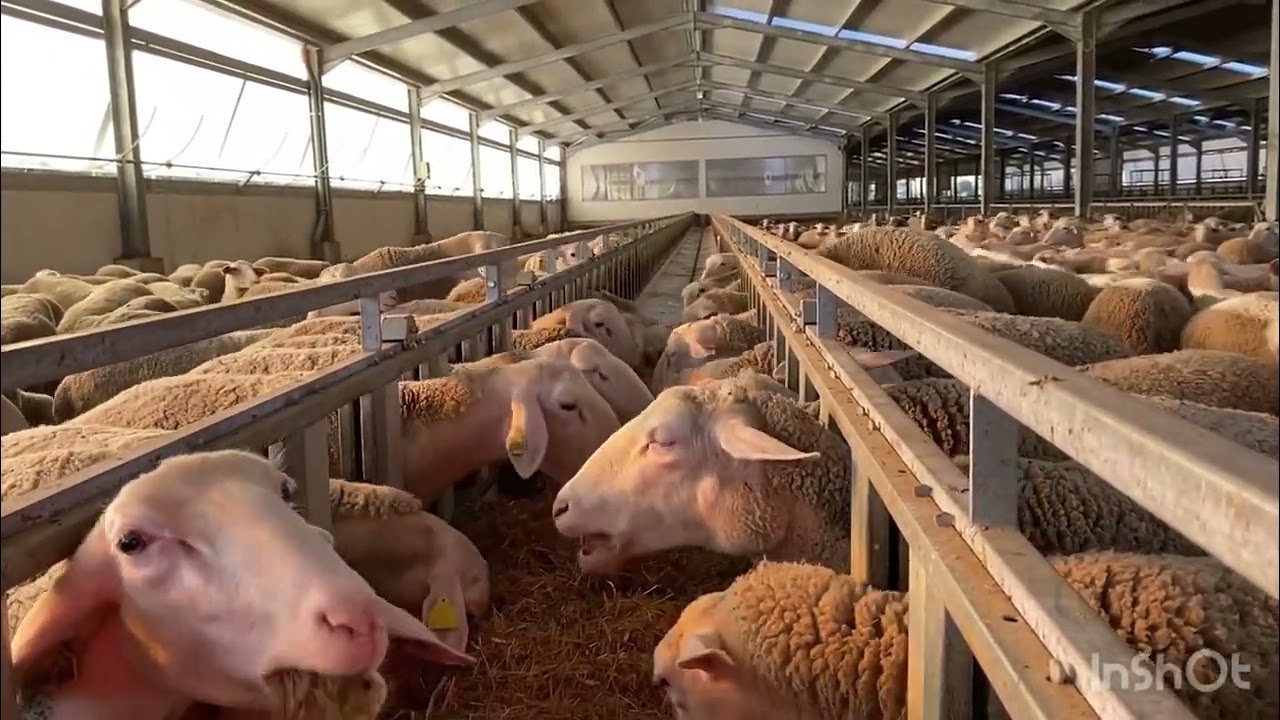Feeding one thousand lacaune sheep in one hour!lacaune sheep.Πρόβατα Λακον.