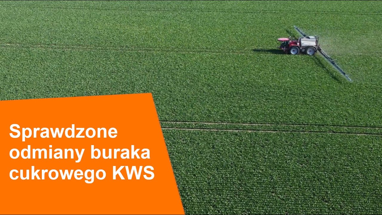 Sprawdzone odmiany buraka cukrowego KWS