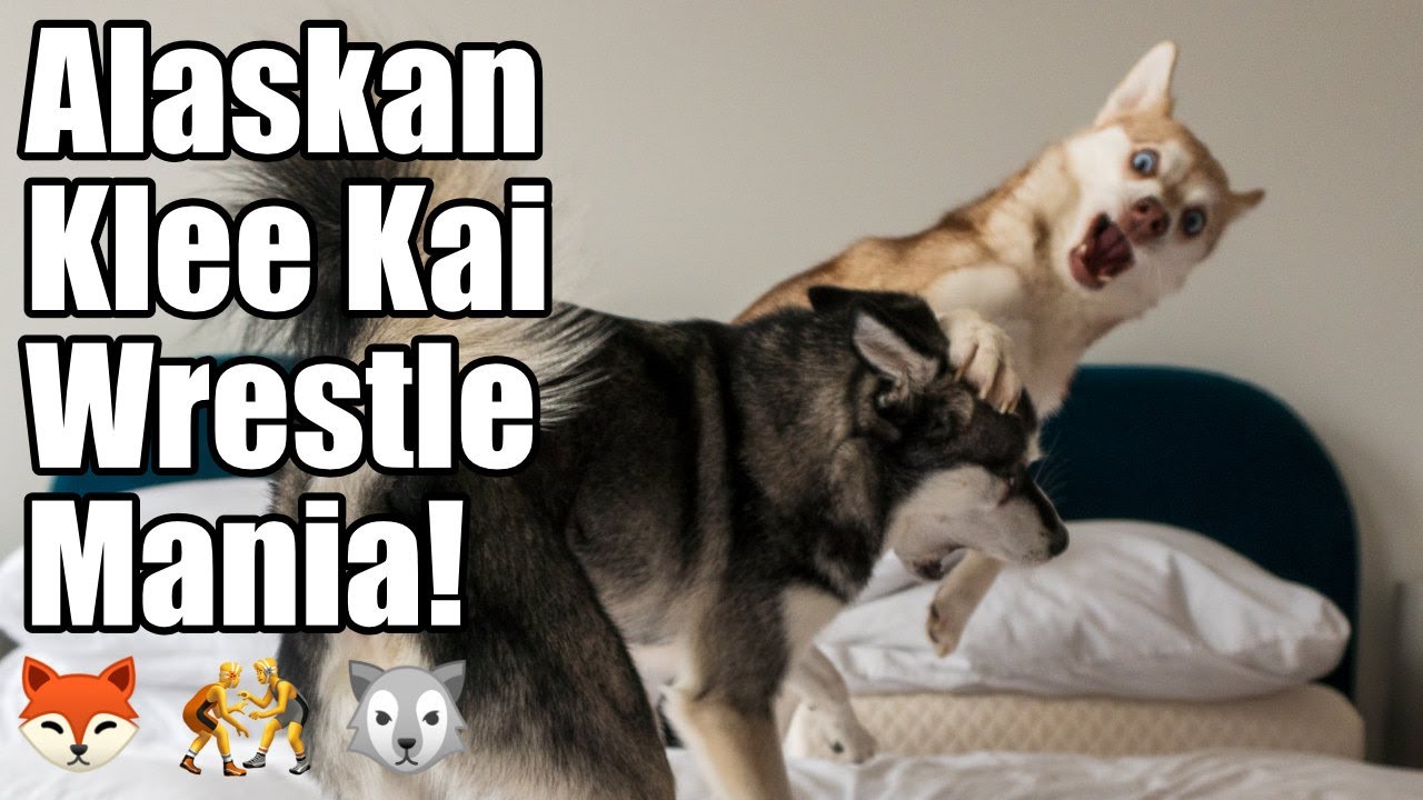 Alaskan Klee Kai Wrestlemania: Mini Huskies play fighting