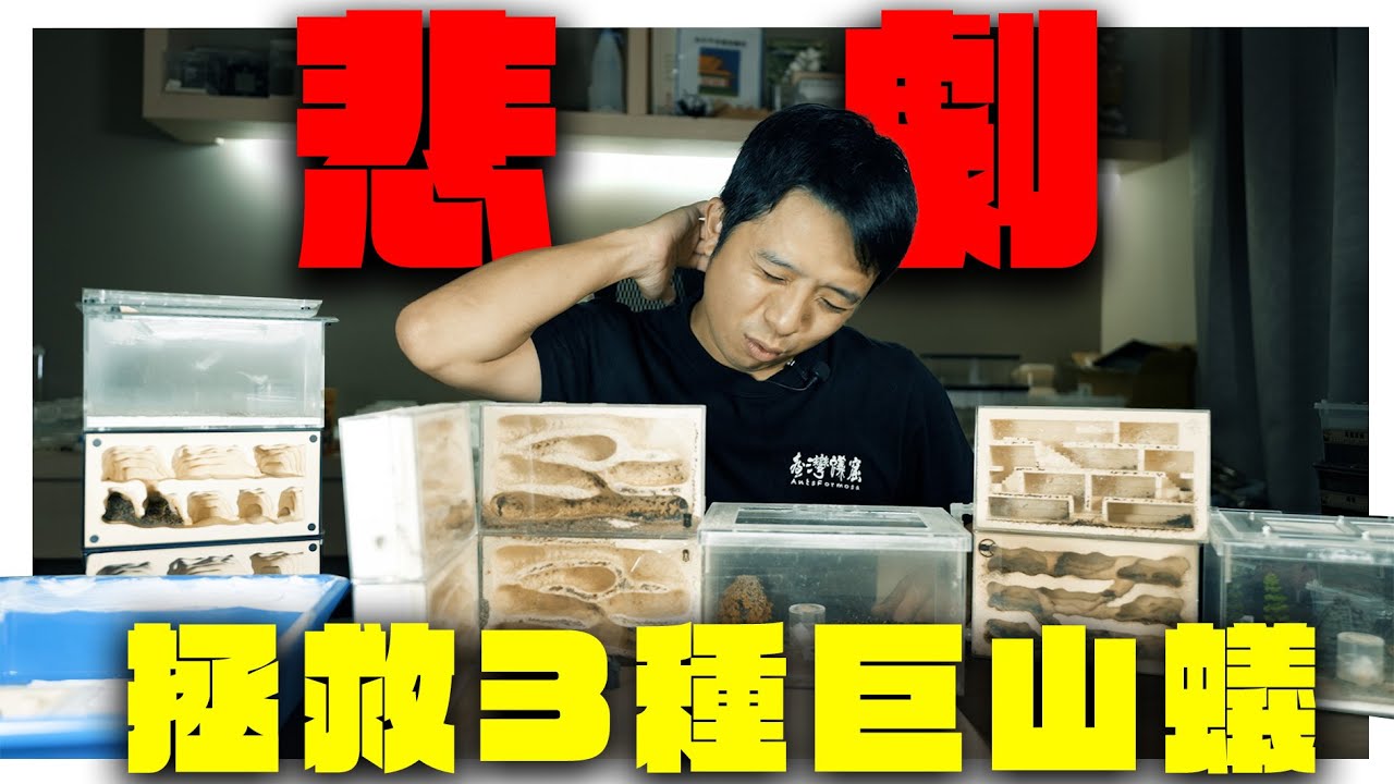 緊急拯救3窩巨山蟻｜原來這樣會讓螞蟻「瞬間衰弱」｜拯救螞蟻的方法【臺灣蟻窟】