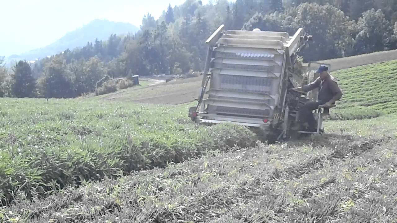 Kräuter Ernte mit Kräutermählader
