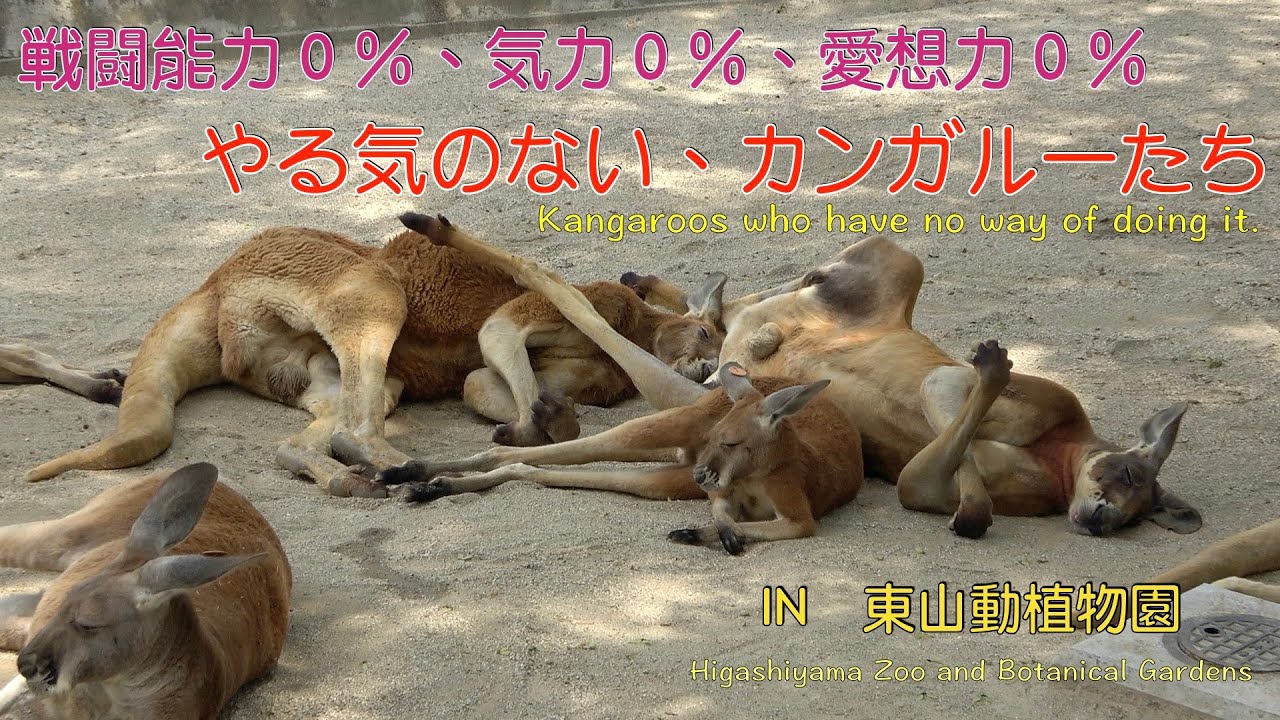 戦闘力０％、気力０％、愛想力０％・やる気のないカンガルー達。（東山動植物園）