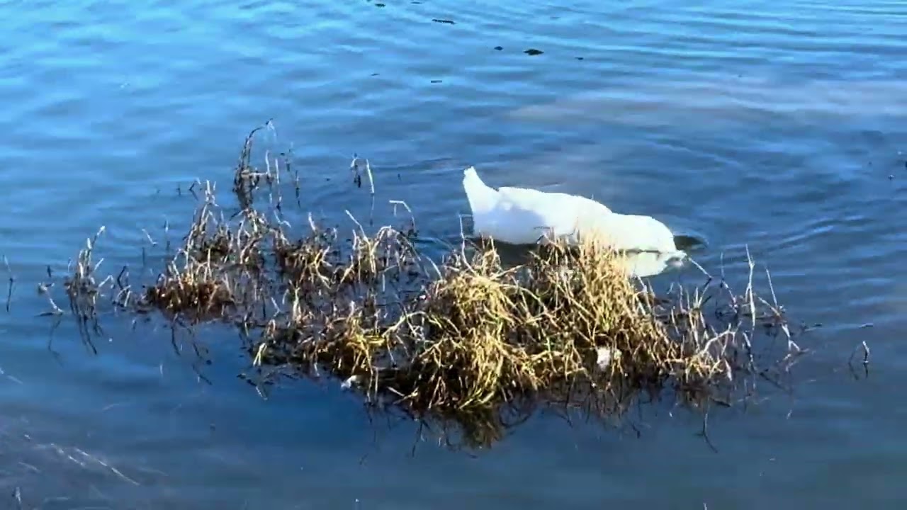 IL LAGO