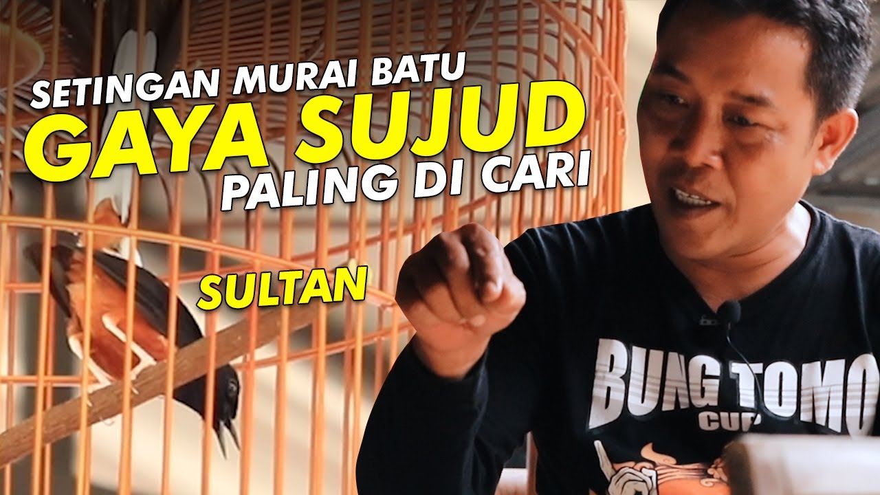 Setingan Murai Batu Gaya Sujud Yang paling di Cari Saat ini | KOPDAR SKN #04