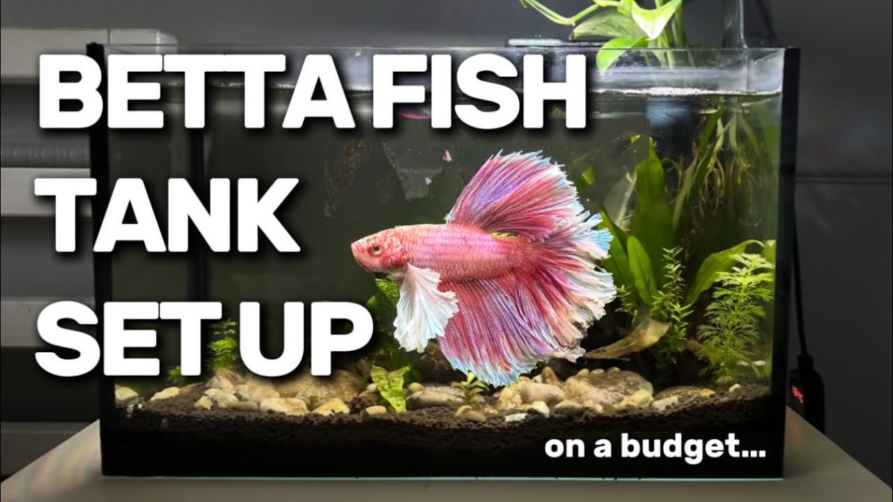 BETTA FISH TANK SETUP! on a budget!