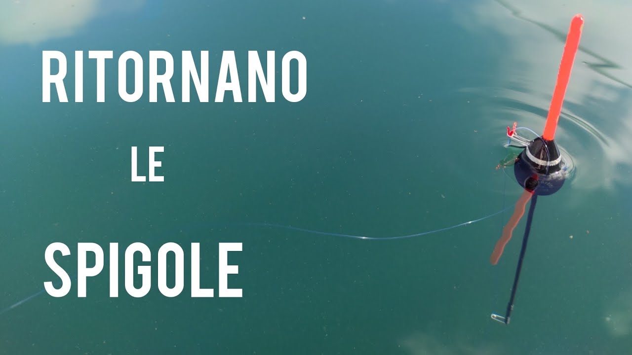 RITORNANO LE SPIGOLE A BOLOGNESE | Spallinata per la SPIGOLA.