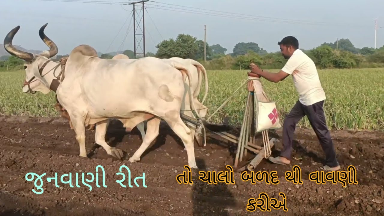 દેશી વાવણી બળદ થી#vairalvideo #trending #??#farming #gujarati 