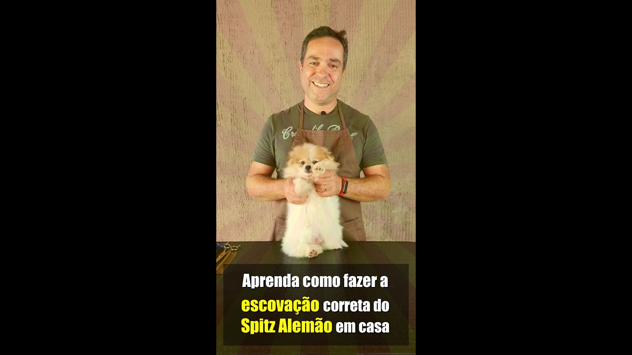 Como fazer a escovação correta do seu Spitz Alemão - Lulu da Pomerânia em casa (método infalível)