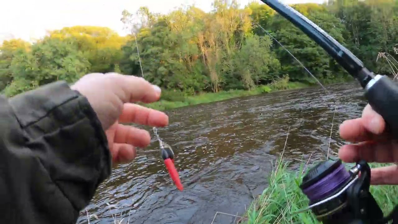 River Ayr Salmon fishing