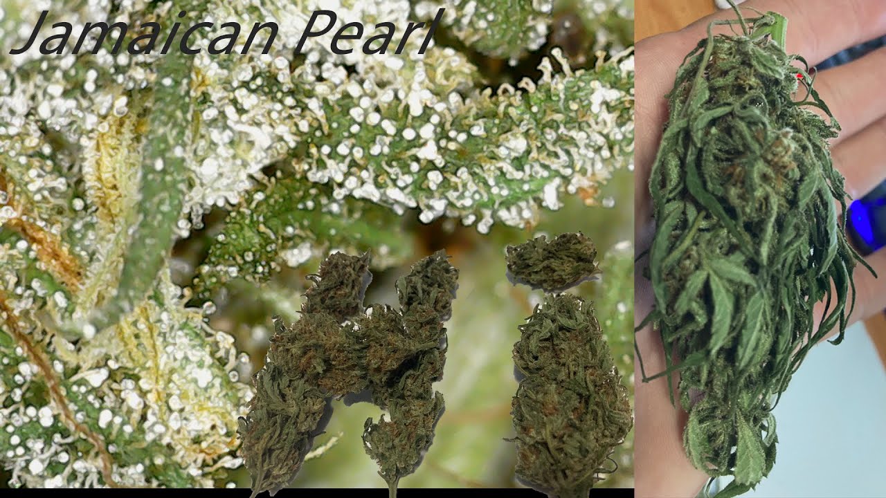 Organic Jamaican Pearl.