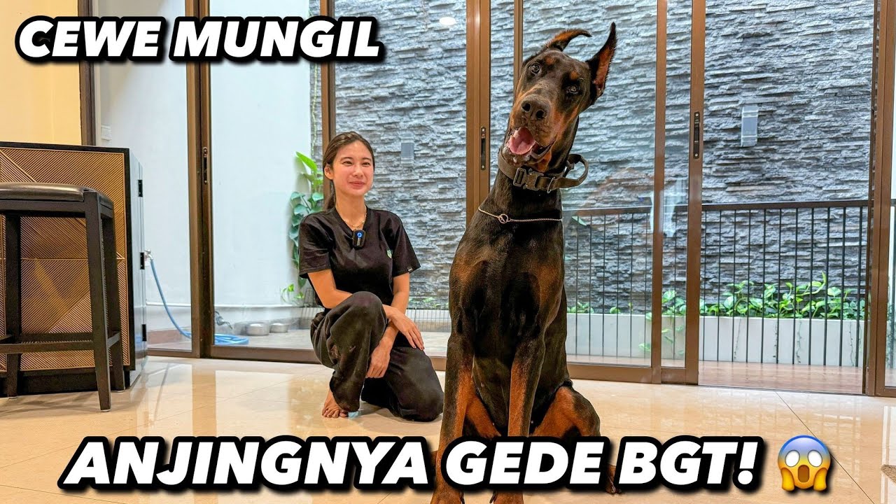 CEWE MUNGIL ANJINGNYA SEREM BGTT 😱