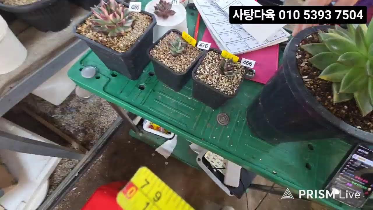 사탕다육  #봄맞이 특가#힐링타임