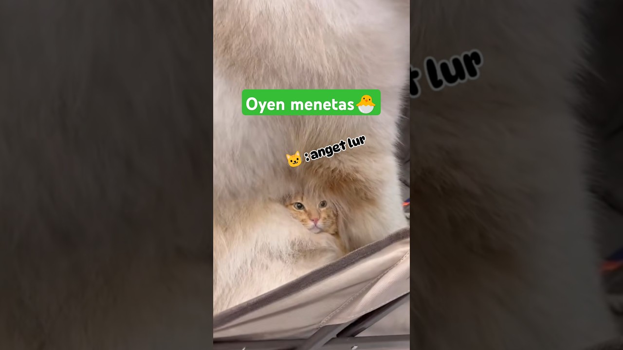 oyen random #cat #kucing #kucinglucu