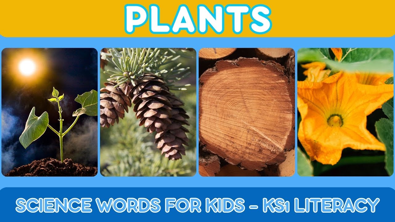 Plants Vocabulary for Kids | KS1 Science Words Literacy | English Vocabulary for Children