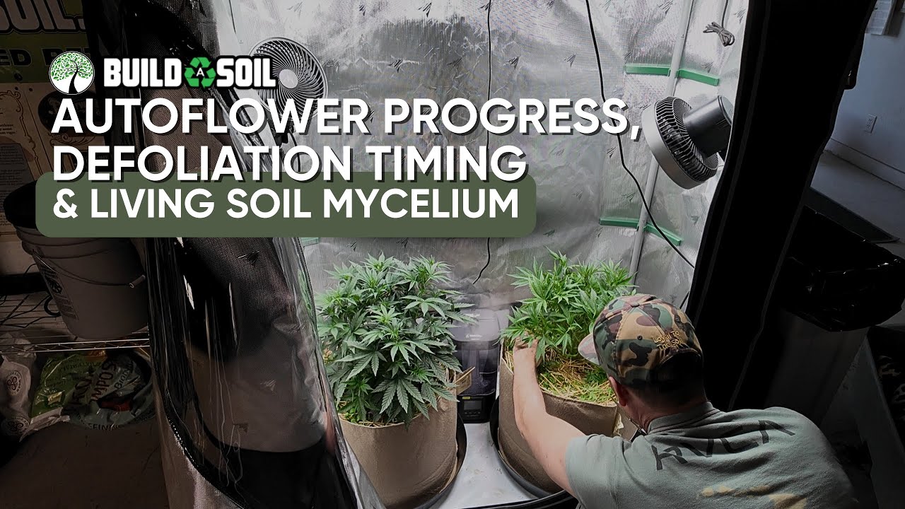 BuildASoil: Autoflower Progress // Defoliation Timing // Living Soil Mycelium