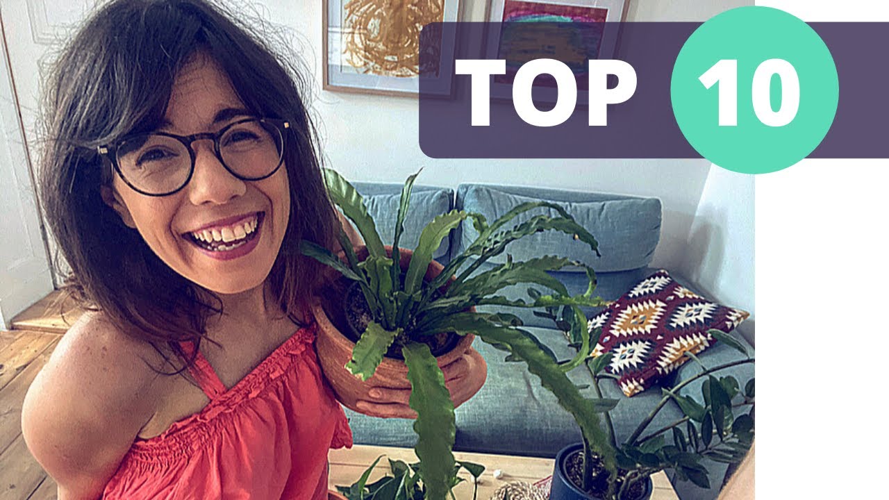 My favorite 10 popular houseplants | Appreciating my common house plants