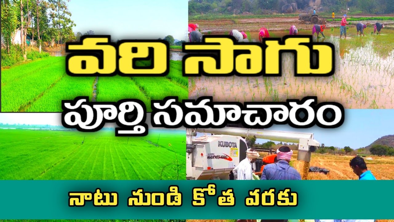 paddy farming  A to Z | rice cultivation step by step process in telugu  | rice farming in telugu