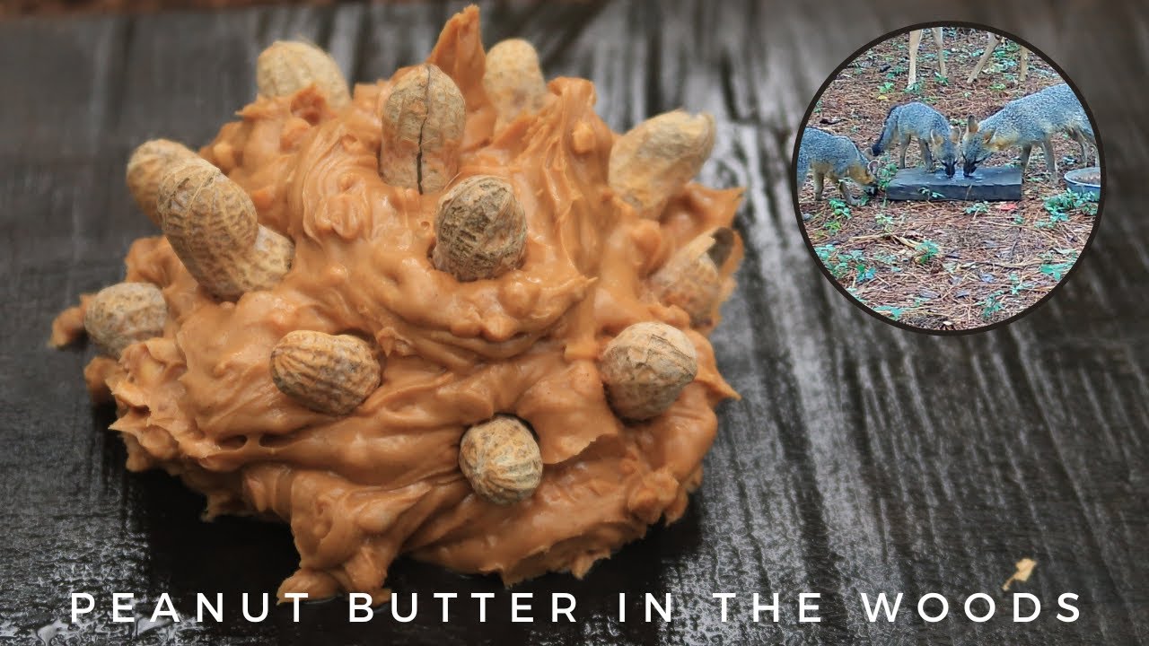 leaving PEANUT BUTTER in the woods part 2 (trail camera video)
