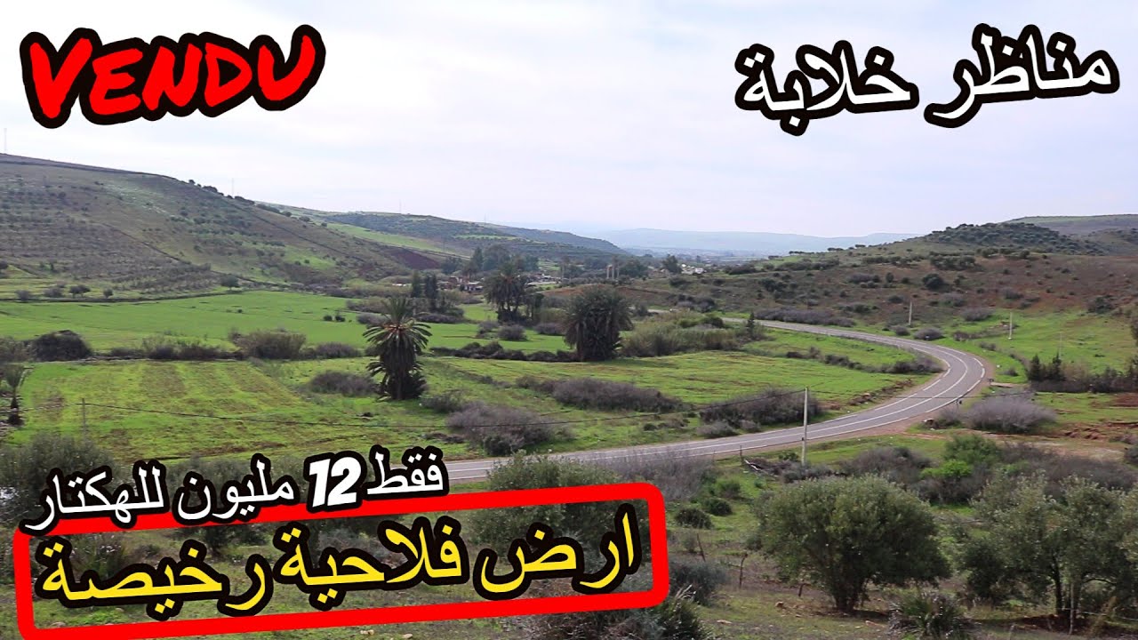 ✨ ارض فلاحية 8 هكتارات جميلة مغروسة باشجار الزيتون على الطريق المعبدة ✨ بين تيفلت والخميسات