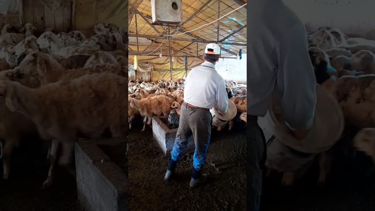 bit..pire ve yara yeri olan  koyunları ilaçlama.  iki dakikada
