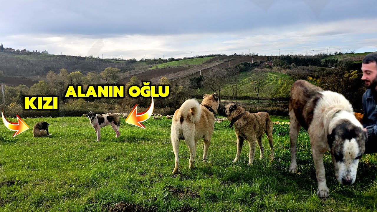 SOKAKTAN KURTARDIĞIM ALA KÖPEĞİN YAVRULARI BAHÇEYE GELDİ ! - ONLARIN DURUMU FARKSIZ ! 