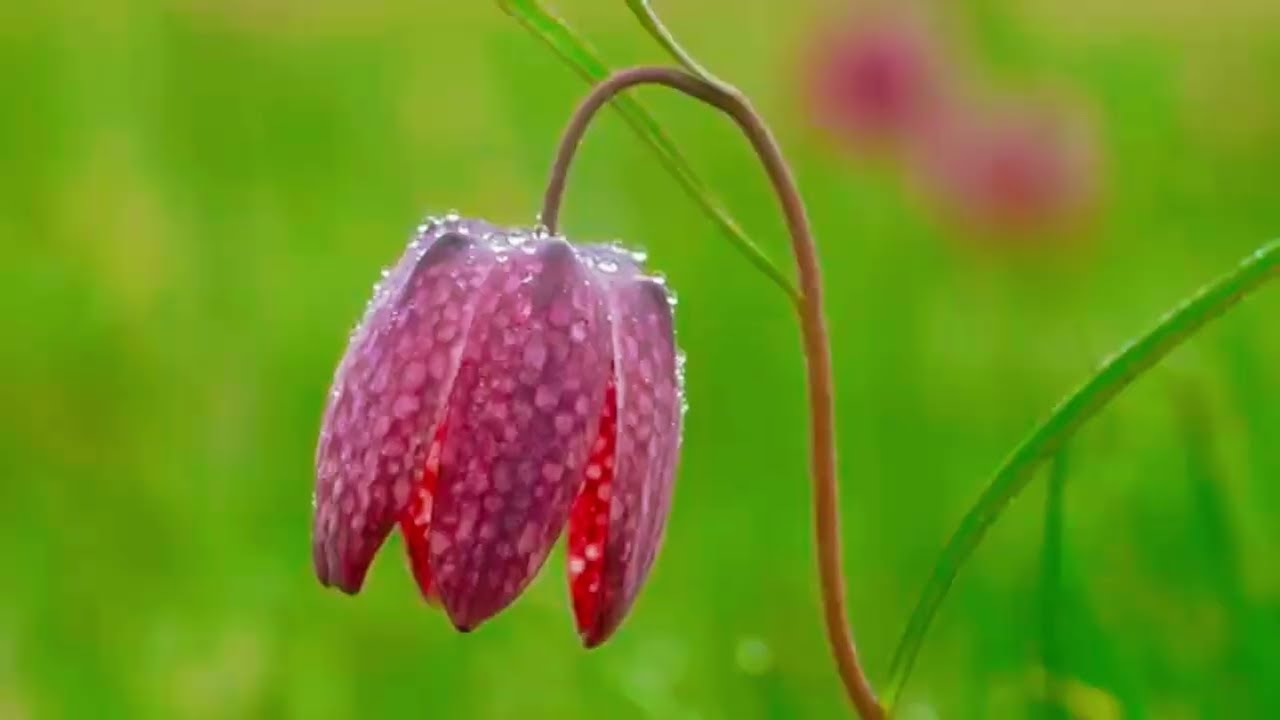 long Quran video al turki #relaxing