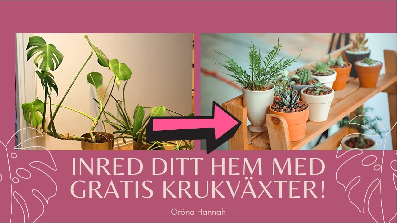 Kan man inreda sitt hem med gratis krukväxter? Utmaning - del 1