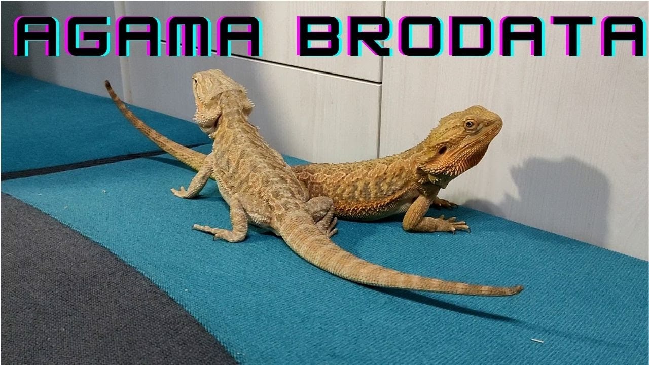 Tańcowały dwie Agamy przy muzyce klasycznej.Johann Strauss - The Blue Danube. Dancing Bearded Dragon