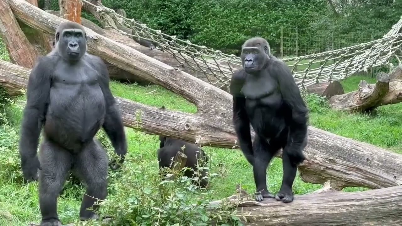 Зоопарк «Gorilla Troop Burgers' Zoo», лето 2023 года.