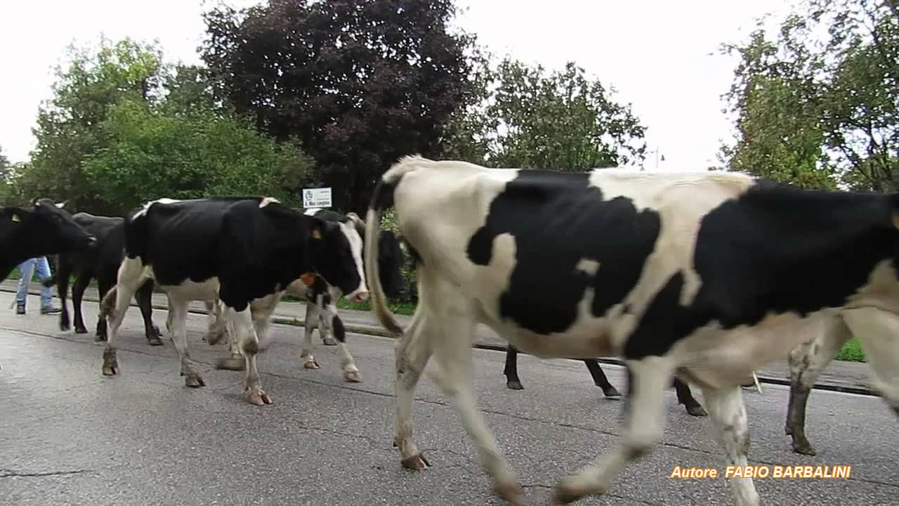 Transumanza ad Asiago
