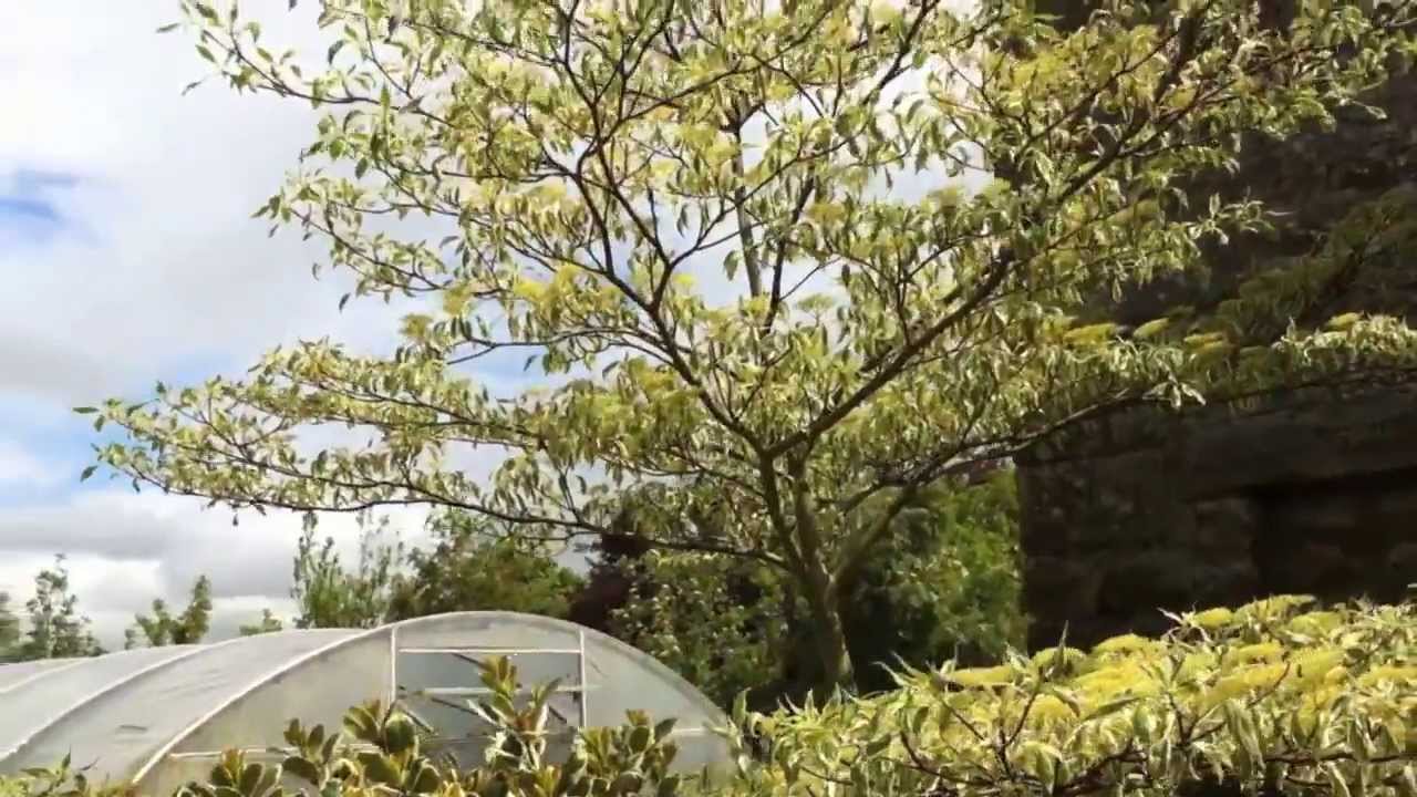 Wedding Cake Tree Identification
