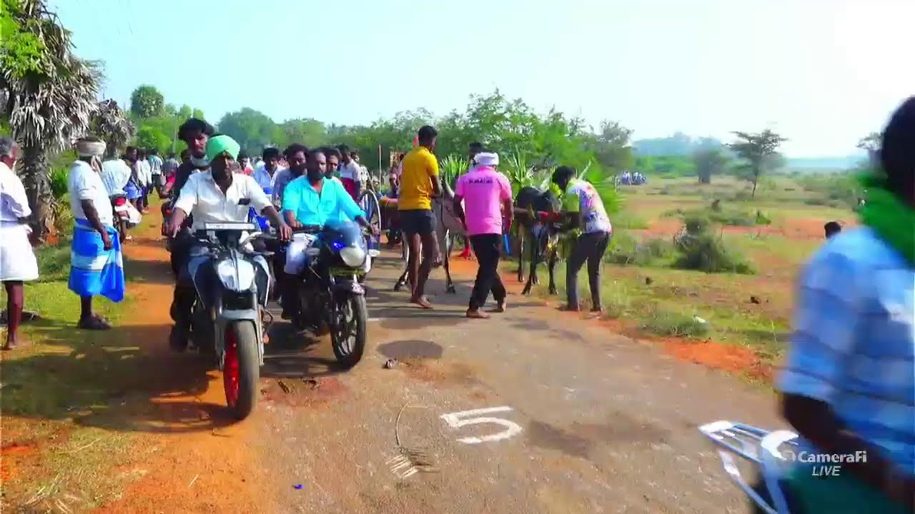 ⭕LIVE|4 பல் கன்றுகள் நெற்புகபட்டி 10,001ஆயிரம் யாருக்கு??|nerpugaptti chinnamaadu நேரலை 2026