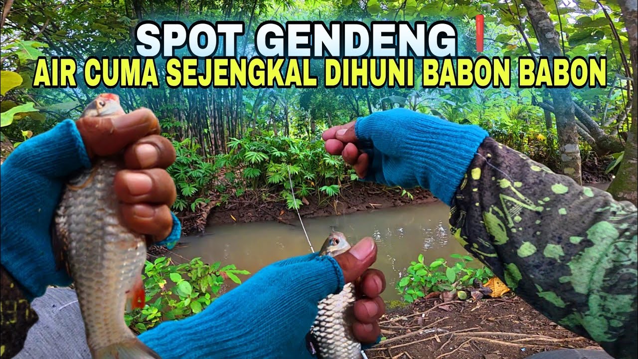 🍃SPOT GENDENG💥AIR TINGGAL SEJENGKAL ISINYA BABON SUPER 🎣 mancing derbang umpan roti MS-578