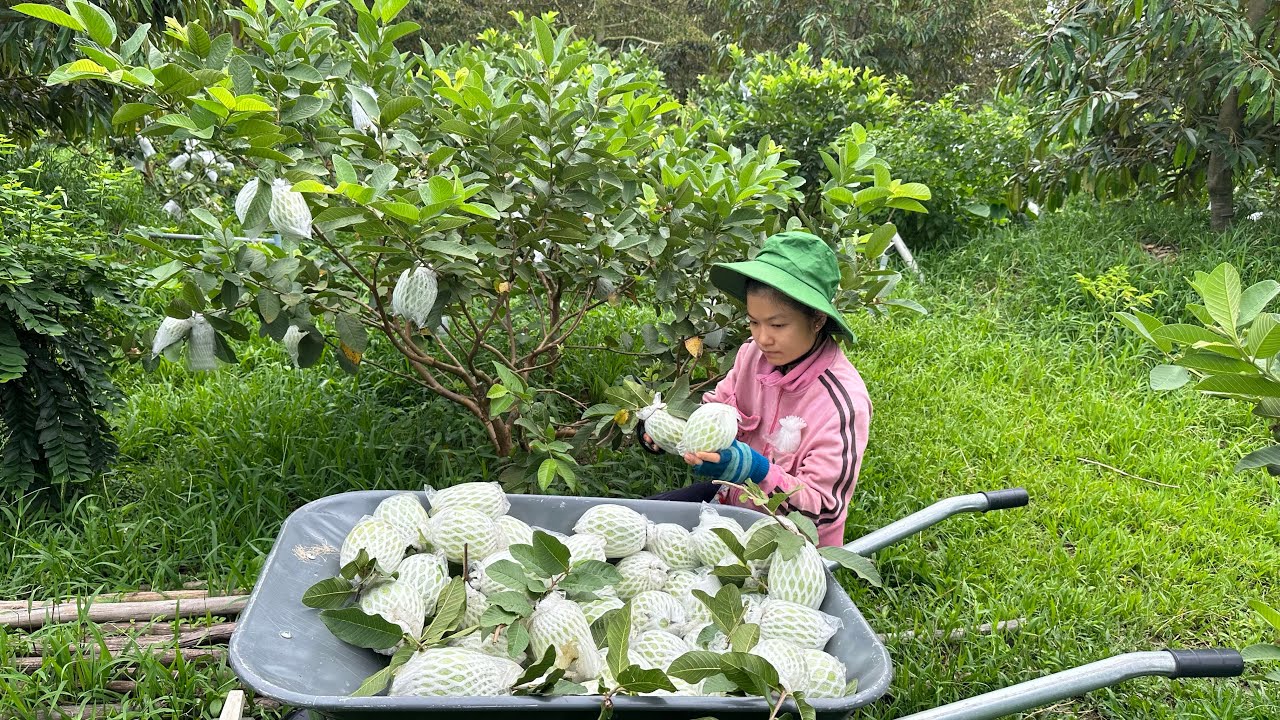 Về Quê Tham Quan Vườn Ổi Miền Tây Giòn Ngọt