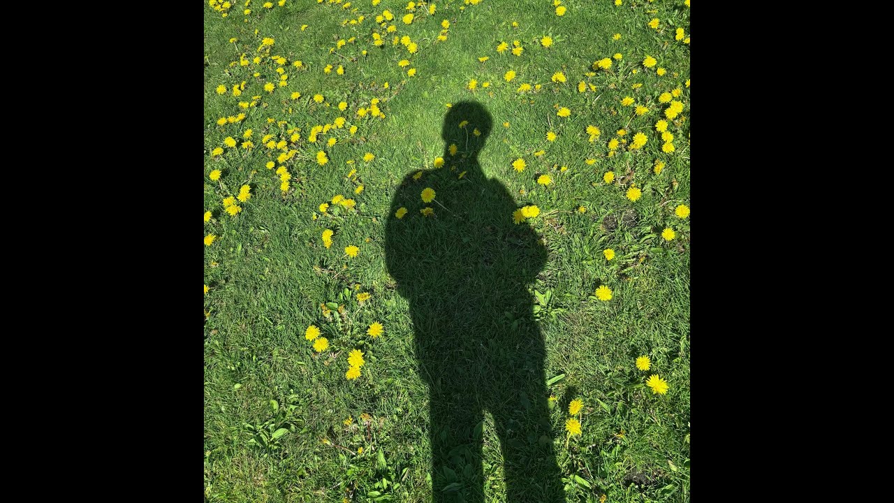 Dandelions