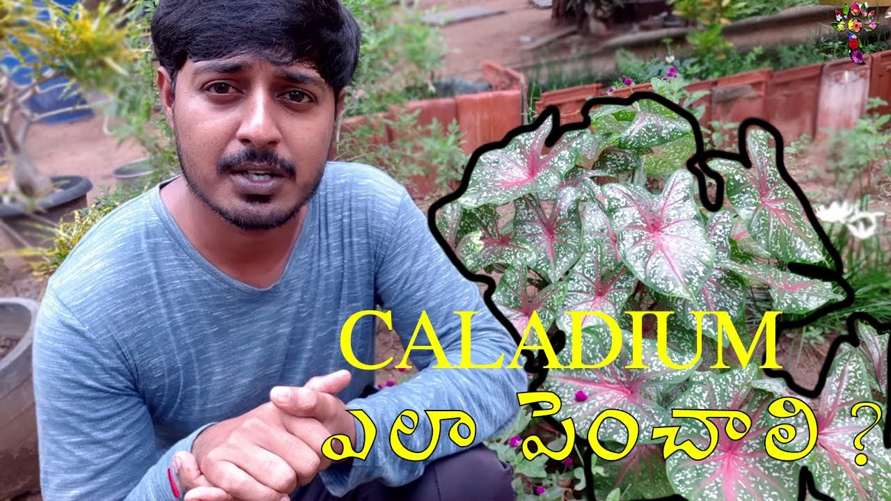 కాలడియం మొక్క పెంపకం తెలుగు లో | Caladium Growing and Transplanting in Telugu |  I Do Gardening
