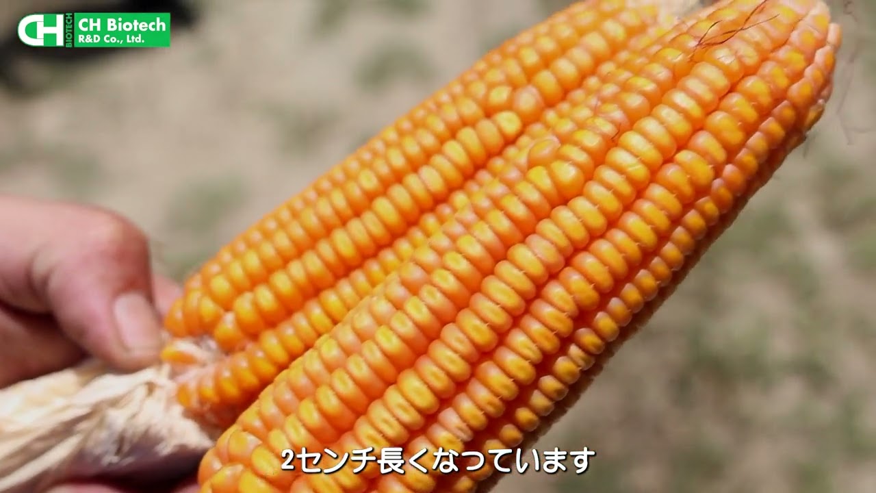 穀物作物応用: 硬質トウモロコシ 完全版動画
