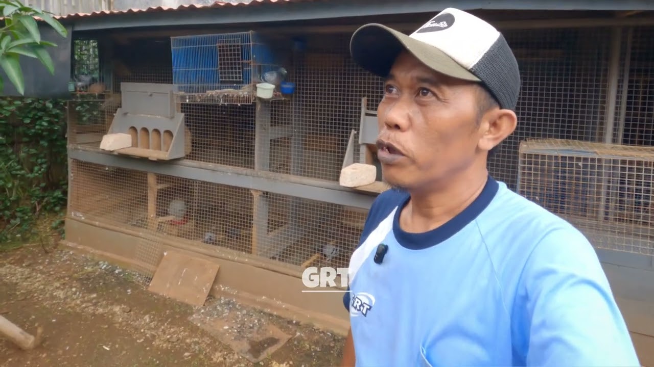 BISA TERBANG (NGAWANG) BEBAS JUGA HARI INI | SEMUA KELUAR KANDANG