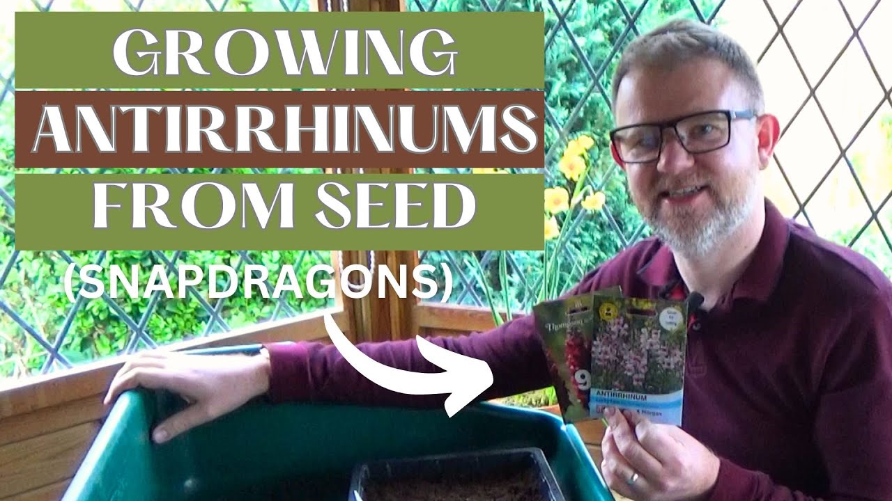 How to Sow & Grow Antirrhinums (Snapdragons) | What to Sow in April | Sowing Half Hardy Annuals