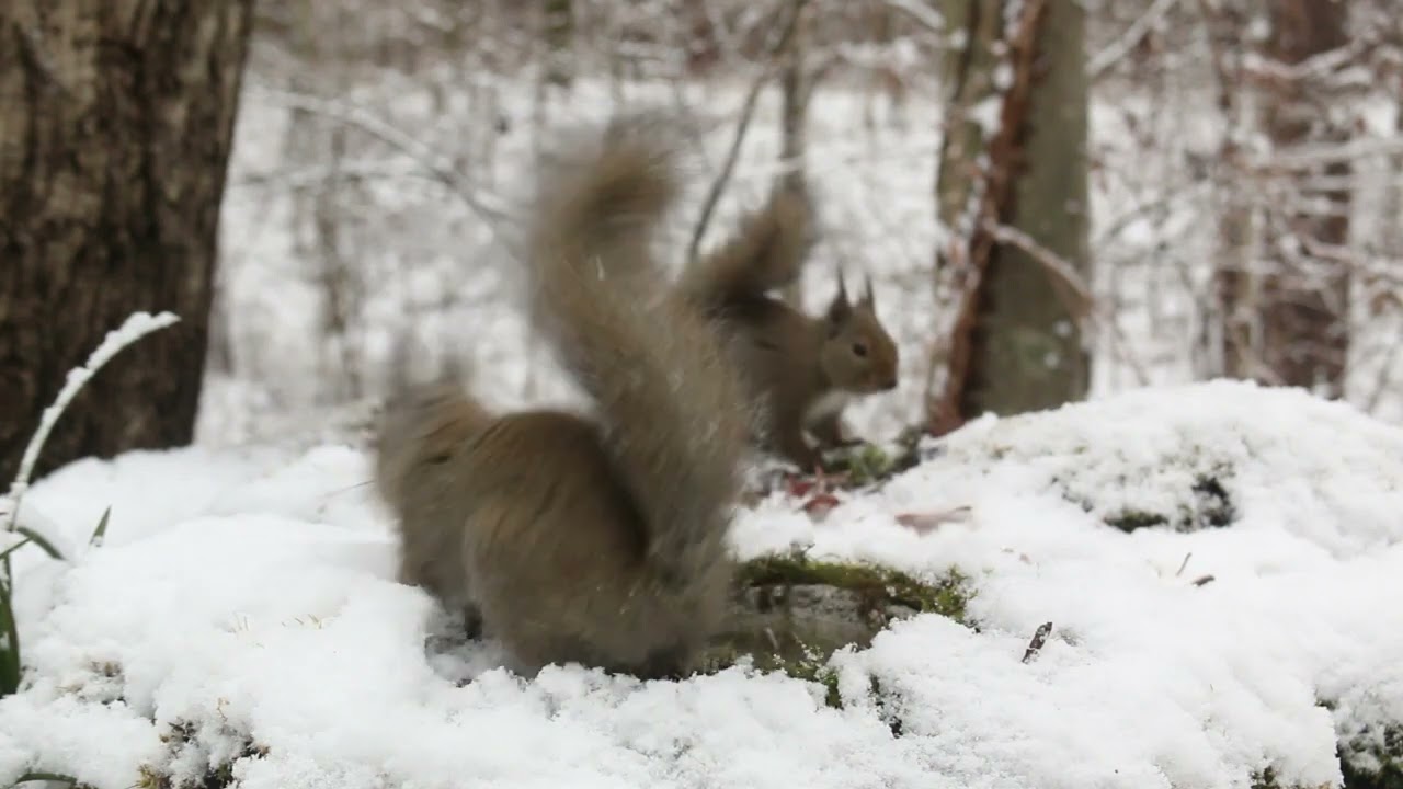 今日のニホンリス　２月２３日