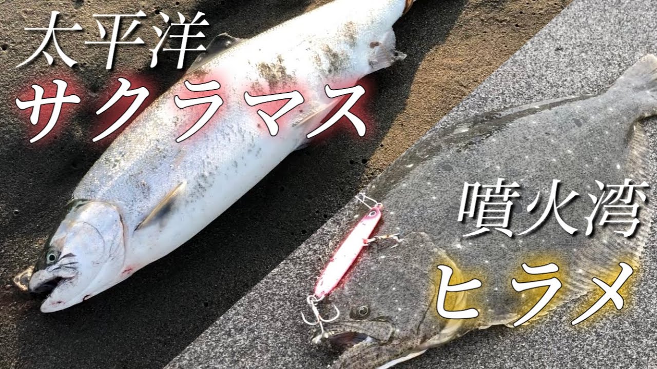 噴火湾のヒラメと太平洋のサクラマス！