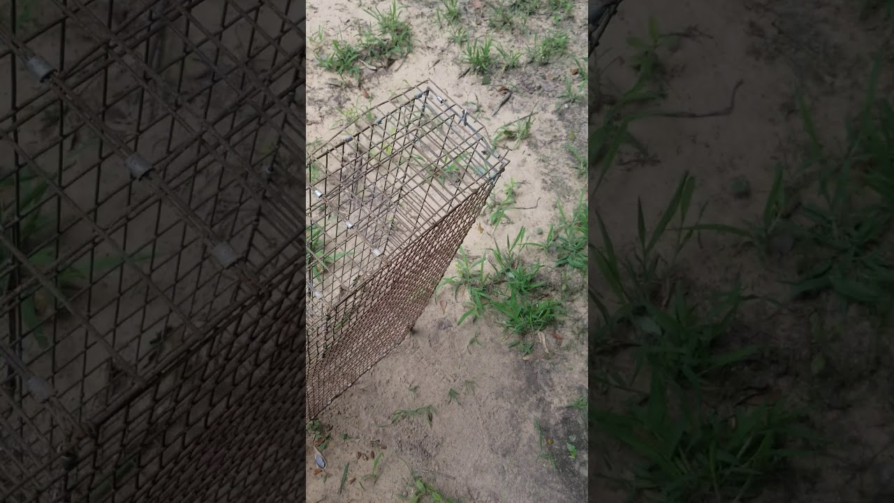 Repeating Squirrel Trap Build