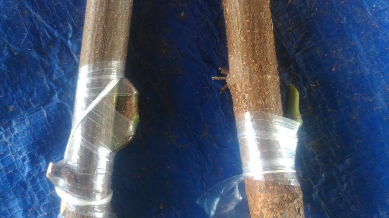How to graft a tree , jack fruit grafting and budding with two methods