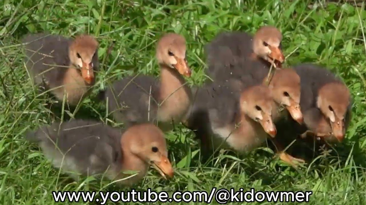 MAGPIE GOSLINGS approx 2 weeks old @Mandai Bird Paradise, Singapore 