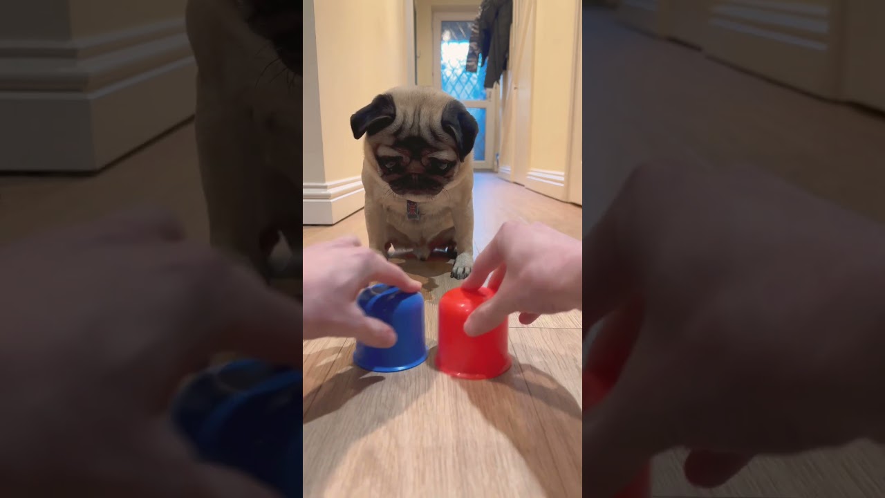 Smart Dog! 😮 #pugdog #pugs #dogshorts