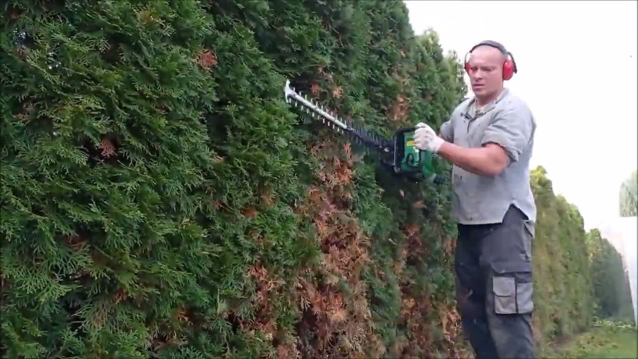 stříhání živého plotu túje