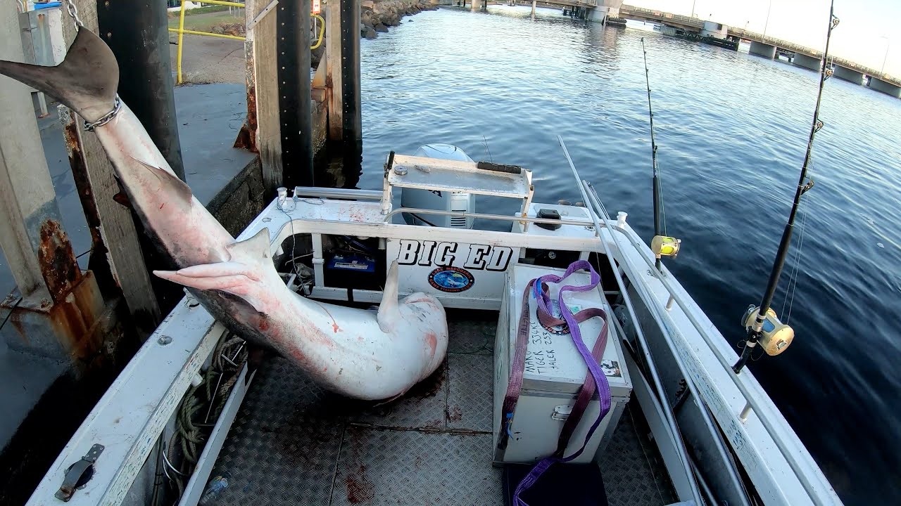 Massive 232KG Tiger Shark caught while Night Fishing at The shelf Newcastle NSW