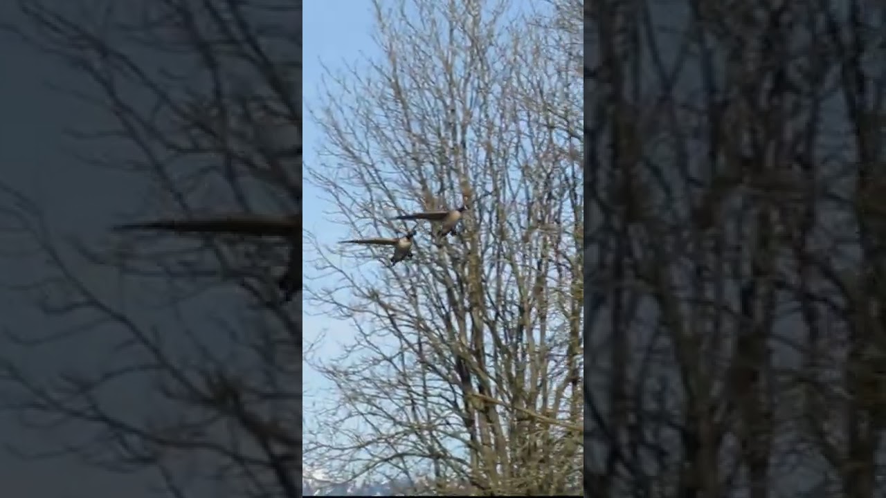 Honking Canada Geese Scream READY for LANDING!