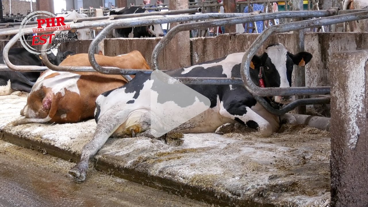 Des matelas à eau climatisés pour ses vaches